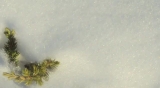 Snow 002
