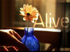 Alive