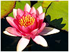 Sermon Illustration Video Preview for: Enter the Prayer Garden