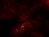 Burning Bush