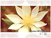 Blessed Bloom Countdown