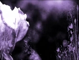 Purple Rose