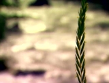 River Grass