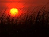 Red Morning