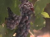 I Am The Vine