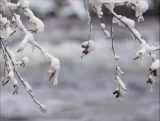 Snowy Branches