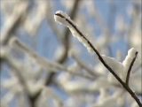 Snow Twig