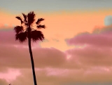 Palm Tree