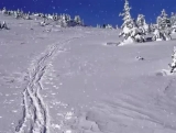 Winter Tracks