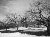 Christmas Orchard