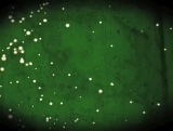 Organic Videos Christmas Collection 1