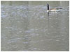 Geese among Cattails-Background Loop