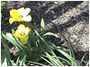 Tulip Long Loop Background for Text