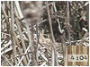 Sermon Illustration Video Preview for: Countdown#5:Nesting Bird-Dulcimer