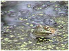 Playful Frog Background Loop for Text