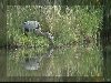 Heron Long Background L20-Hymn Music
