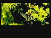 Yellow Butterfly Background Loop L42